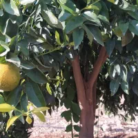 انجام هرس مرکبات در منازل و باغچه شهری