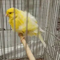 قناری.سره.طوطی.عروس|پرنده|ری, فیروزآبادی|دیوار