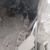 واگذاری سگ خراسانی|سگ|رباطکریم, رباطکریم|دیوار