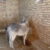 هنر خوب باری جوان|حیوانات مزرعه|کلیائی, |دیوار