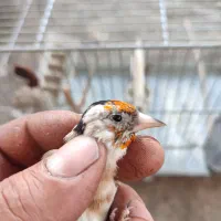 سهره جوجه قفس سال