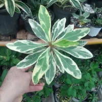 گل مرجان ابلق|گل و گیاه طبیعی|رشت, پیرسرا|دیوار