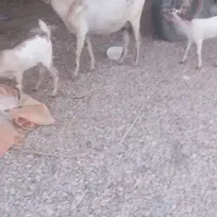 بز دوقلو