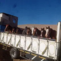 خریدوفروش اسب پالونی وباری