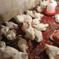 مرغ ارگانیک گوشتی کیلویی 350