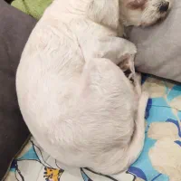 واگذاری رایگان پاکوتاه