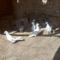 هفت تا کفتر پرشی