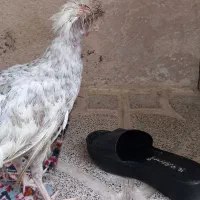 مرغ یا خروس لهستانی|حیوانات مزرعه|مشهد, شهید معقول|دیوار