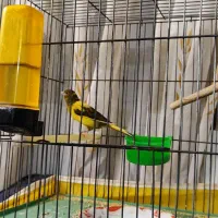 قناری|پرنده|سنقر, |دیوار