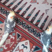 عروس هلندی دستی حرف میزنه