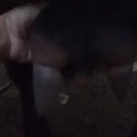 بز آلپاین و سانن . بزغاله|حیوانات مزرعه|سیمین شهر, |دیوار