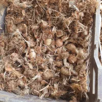 فروش پیاز گل زعفران درجه یک قائنات|گل و گیاه طبیعی|شیراز, فخرآباد (دروازه کازرون)|دیوار