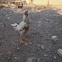 خروس لاری