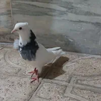 کفتر