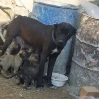 طوطی متنو بخون