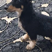 سگ پاکوتاه|سگ|فردیس, ثابتی|دیوار