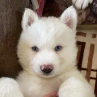 سامویید هاسگی