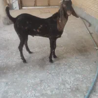 پنجاب دورگ قد بلند|حیوانات مزرعه|چابهار, |دیوار