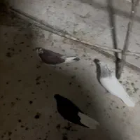 کبوتر کل الماسی گمشده