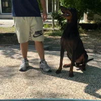 توله سگ دوبرمن|سگ|شیراز, شهرک گلستان شمالی|دیوار