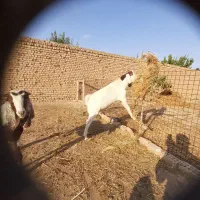 دوتا بز پاکستانی