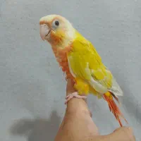 ردچیک|پرنده|ماهدشت, |دیوار