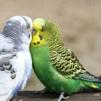 معاوضه مرغ عشق با عروس هلندی
