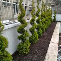 خدمات باغبانی درختکاری تعویض خاک گلدان و باغچه