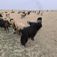 چپش نر بز|حیوانات مزرعه|بهبهان, |دیوار