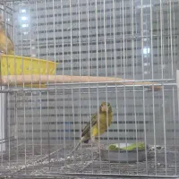 یک جفت قناری عروس هلندی جفت|پرنده|گنبد کاووس, |دیوار