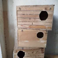لونه عروس هلندی