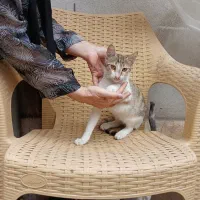 واگذاری تعدادی بچه گربه (رایگان)