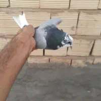 کبوتر|پرنده|قم, نیروگاه|دیوار