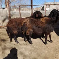 ۳ عدد  گوسفند