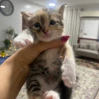 واگذاری بچه گربه ۲ماهه