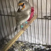 سهره دورگ جوجه قفس تازه صاف است