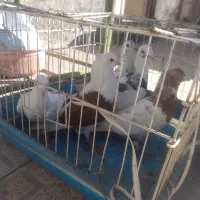 کبوتر|پرنده|چناران, |دیوار