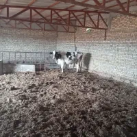 سه عددگاوشیری ودوتاگوساله ماده.یک سالوشانزدماه