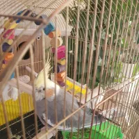 عروس هلندی دستی|پرنده|شیراز, ریشمک|دیوار