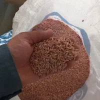 جو بذری