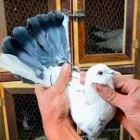 کبوتر|پرنده|خوانسار, |دیوار