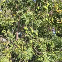 واگذاری باغ انبه