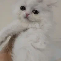 گربه پرشین ماده|گربه|تهران, انبار نفت|دیوار