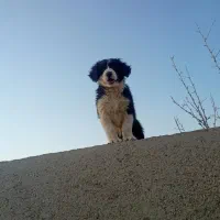 توله قدرجونی