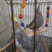 دو عدد عروس هلندی با قفس