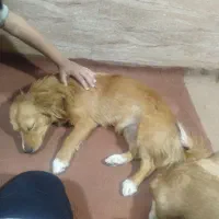 واگذاری سگ خارجی|سگ|باوی, |دیوار