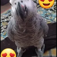 کاسکو دم قرمز  ۴ساله|پرنده|تنکابن, |دیوار