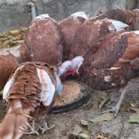 فروش بغلمون خونگی اورگانیک