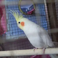 عروس هلندی جفت