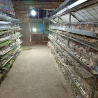 قفس بلدرچین مارک پر اور فول اتومات گالوانیزه ضدزنگ